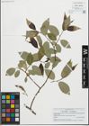 Foto von Salix fragilis L. x Salix pentandra L.